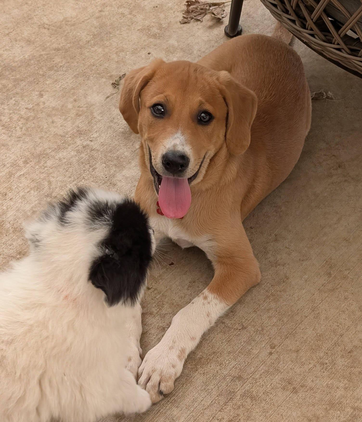 Enlarge Sandra Diaz-Twine, a ADOPTABLE mixed breed in Kiowa, OK image 3/6