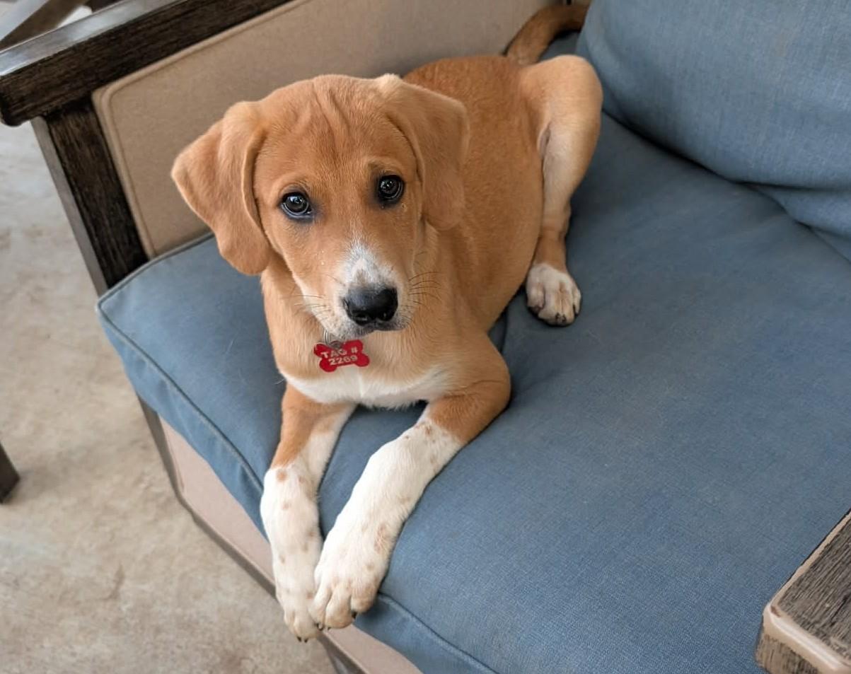 Enlarge Sandra Diaz-Twine, a ADOPTABLE mixed breed in Kiowa, OK image 4/6