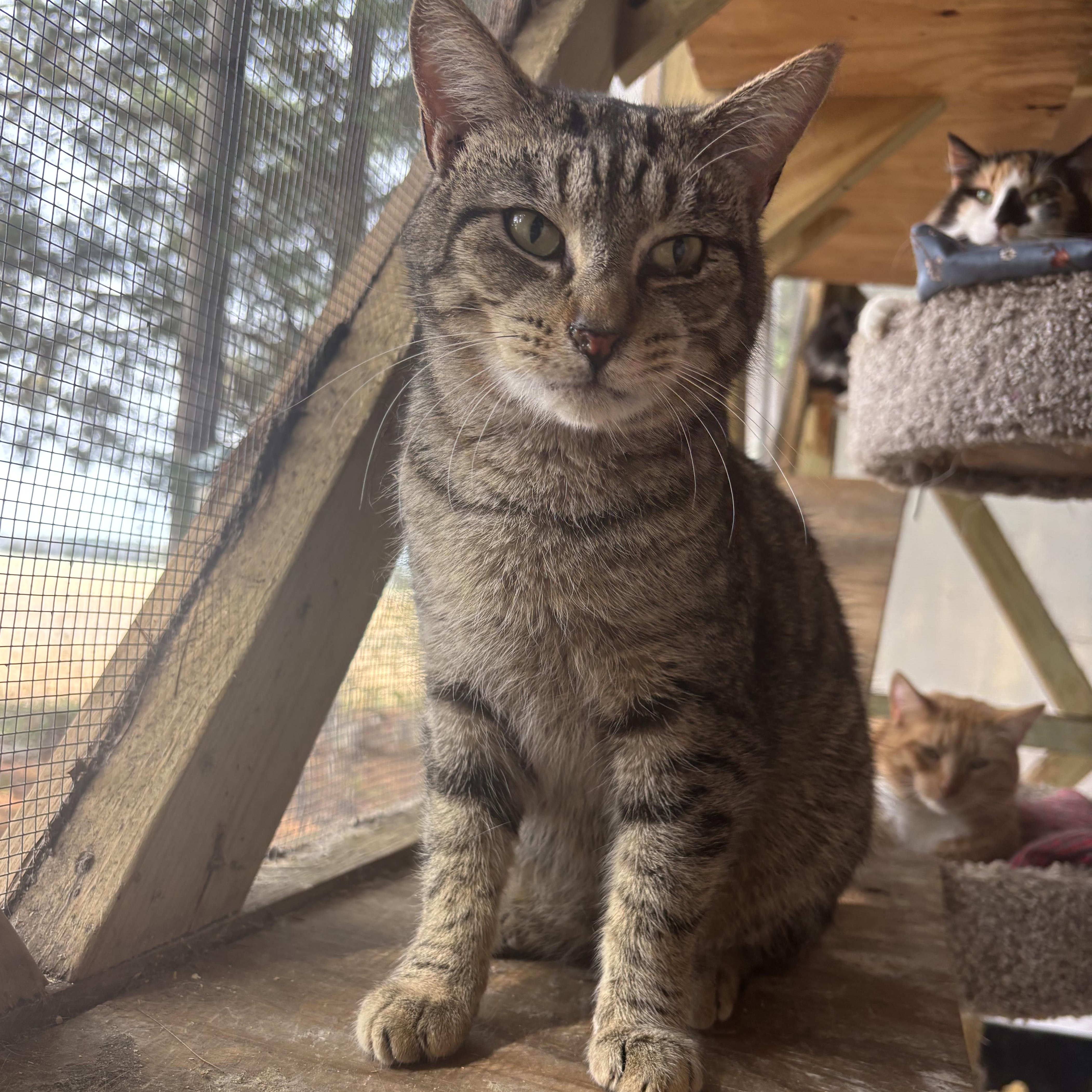 Wilder, Adoptable, Adult Male Domestic Short Hair.