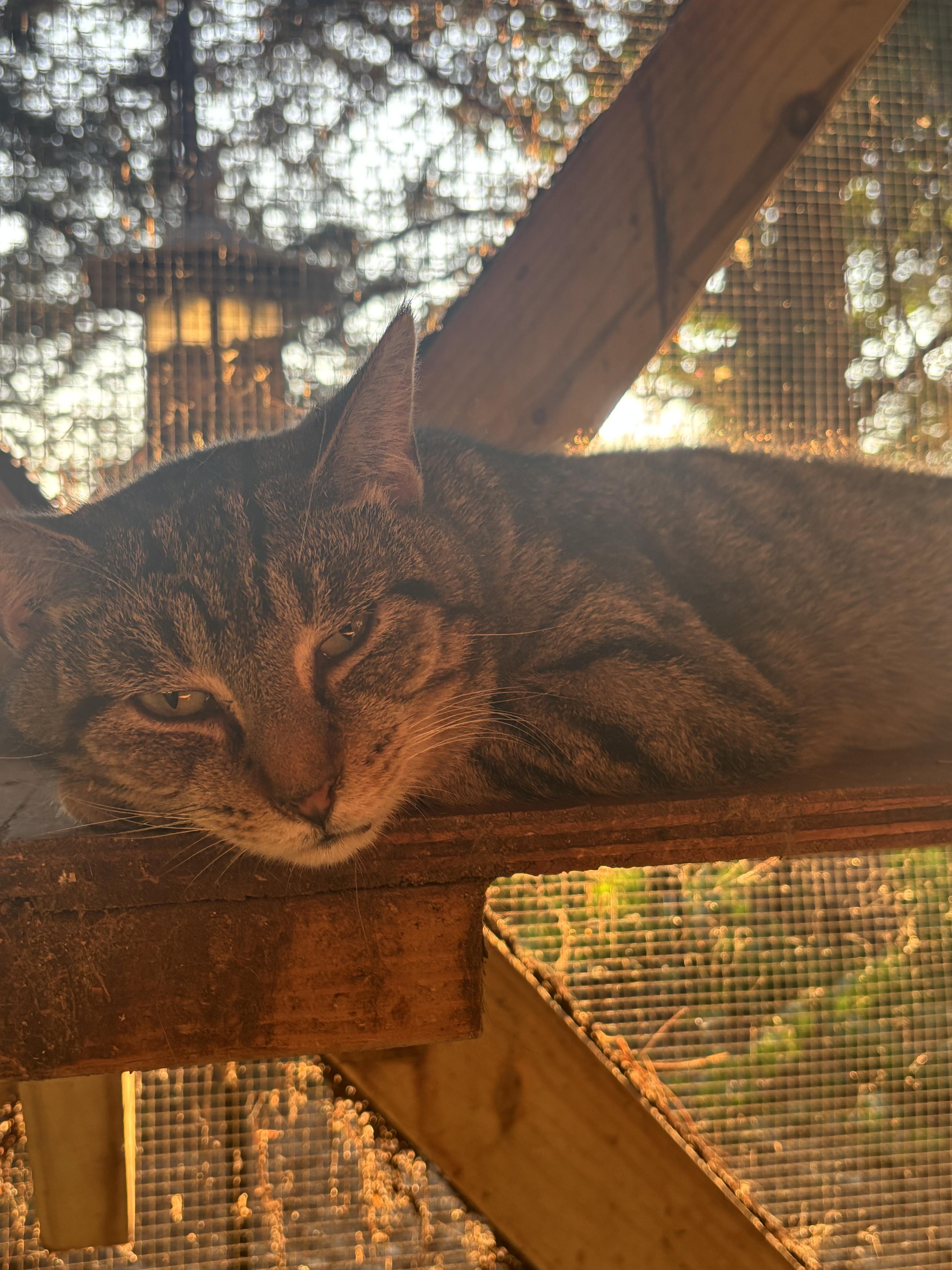 Wilder, an adoptable Domestic Short Hair in Pardeeville, WI, 53954 | Photo Image 2