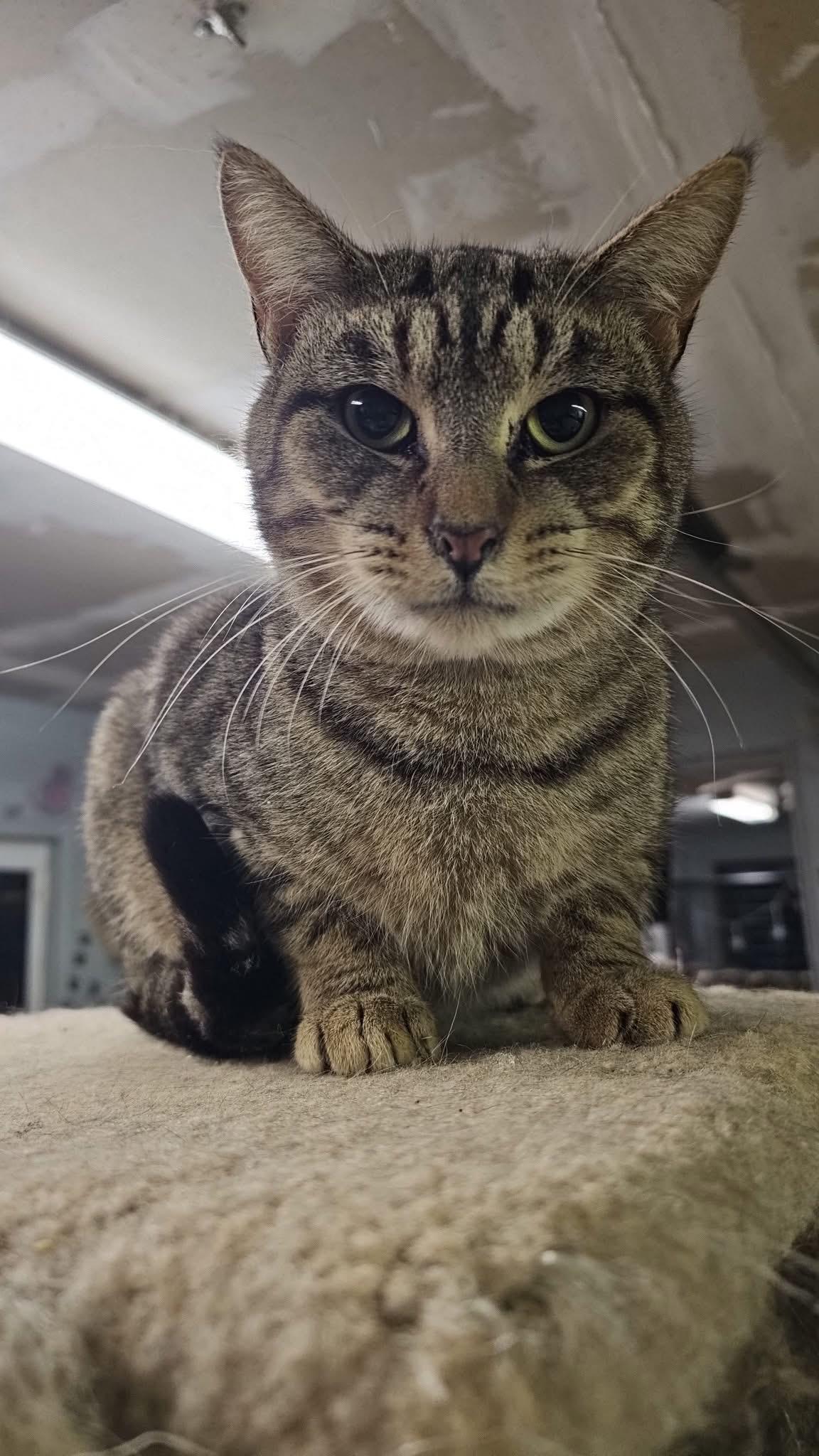 Wilder, an adoptable Domestic Short Hair in Pardeeville, WI, 53954 | Photo Image 6