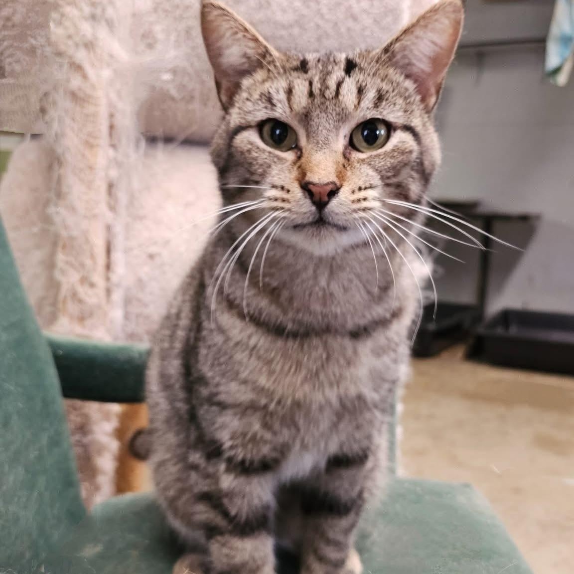 Wilder, a Adoptable Domestic Short Hair in Pardeeville, WI image 3/6