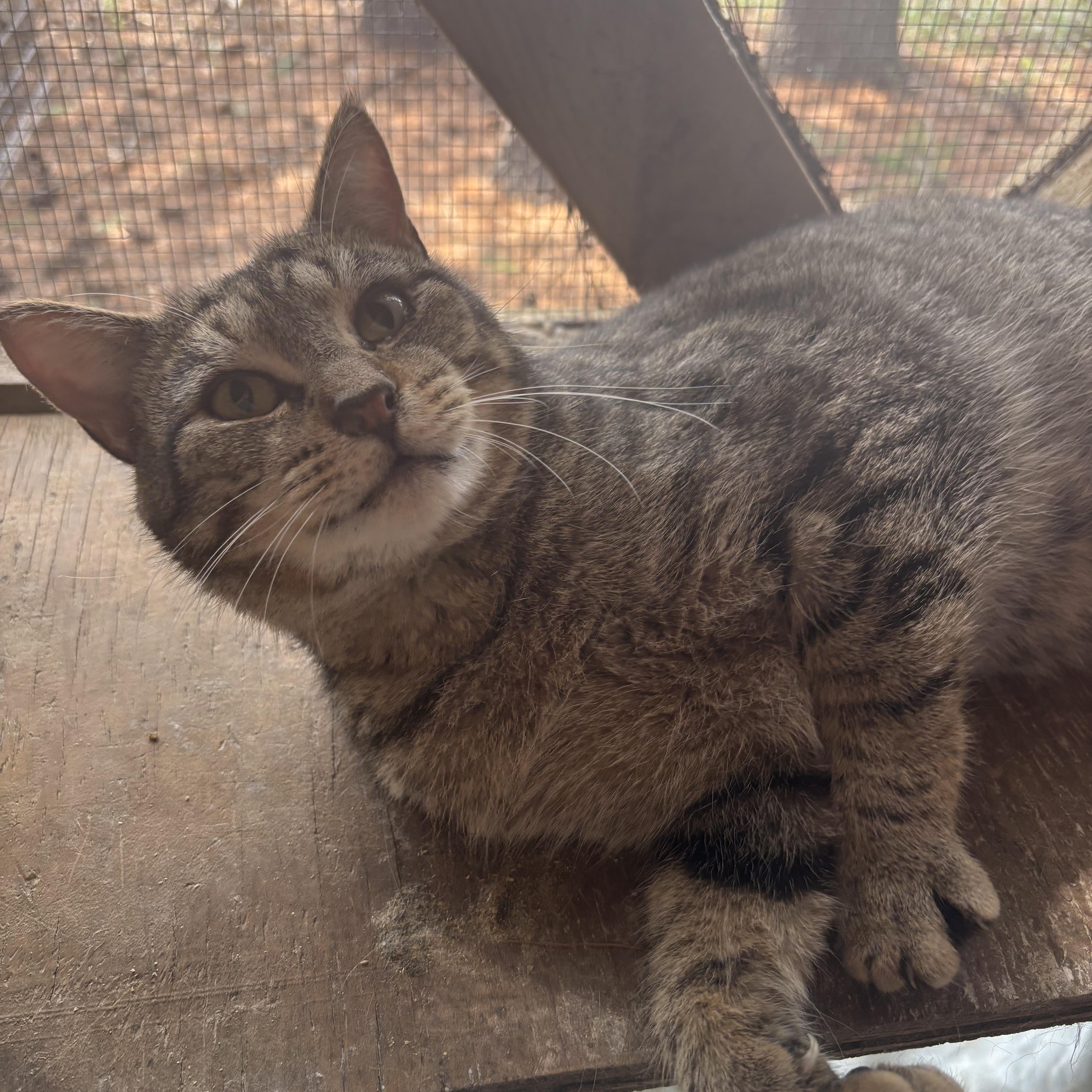 Wilder, a Adoptable Domestic Short Hair in Pardeeville, WI image 4/6