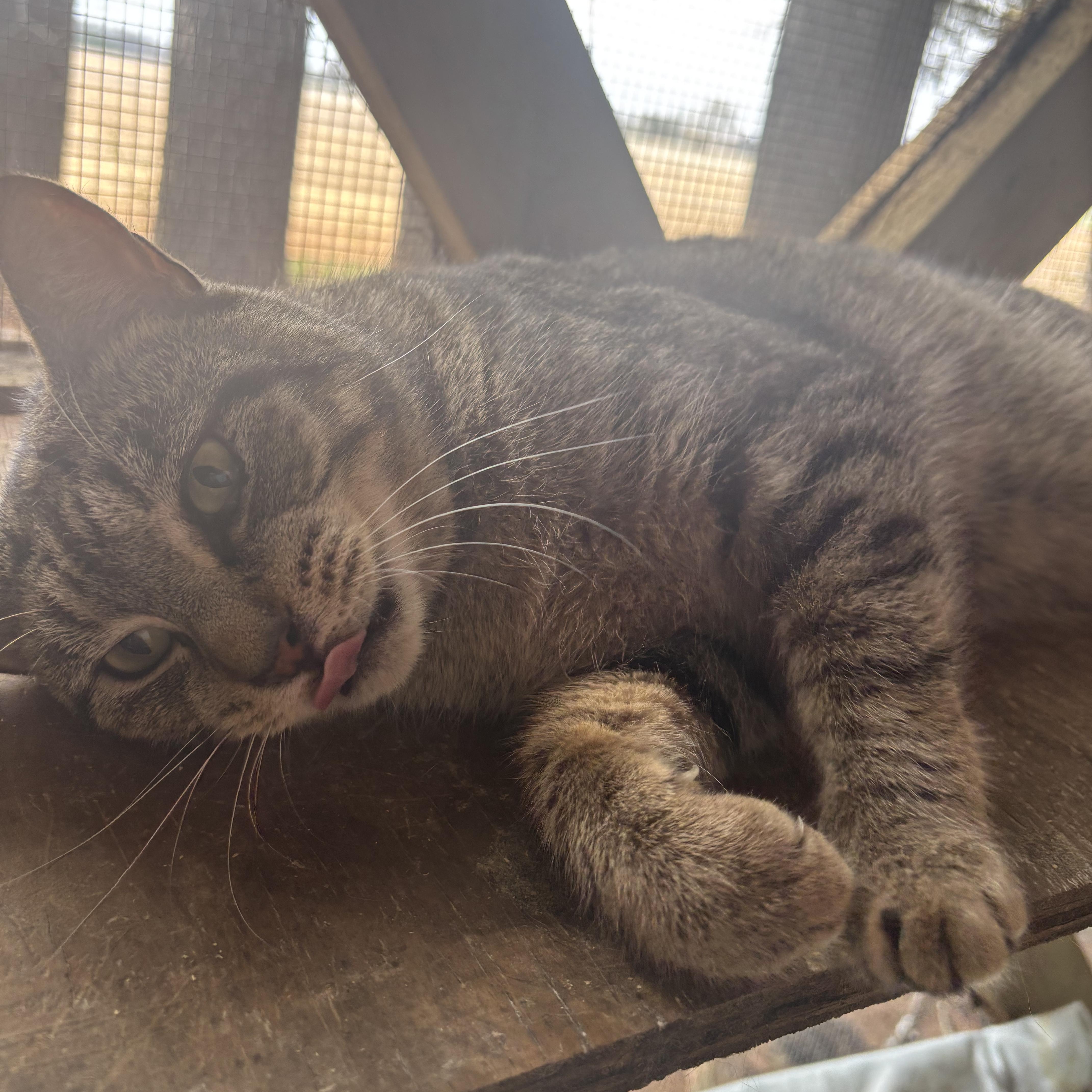 Wilder, a Adoptable Domestic Short Hair in Pardeeville, WI image 5/6