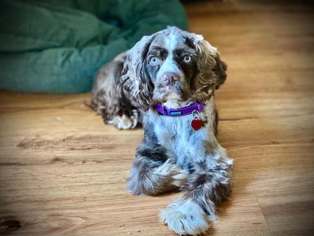 Scott Pilgrim, a ADOPTABLE Cocker Spaniel in Austin, TX image 1/4