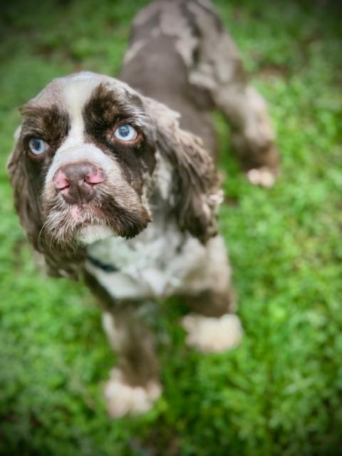 Scott Pilgrim, a ADOPTABLE Cocker Spaniel in Austin, TX image 2/4