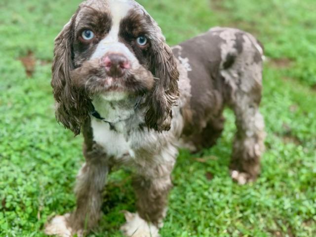 Scott Pilgrim, a ADOPTABLE Cocker Spaniel in Austin, TX image 3/4