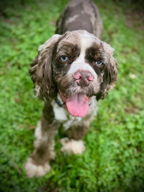 Scott Pilgrim, a ADOPTABLE Cocker Spaniel in Austin, TX image 4/4