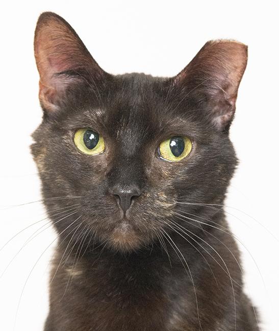 Enlarge Stella, a ADOPTABLE Tortoiseshell in Chicago, IL image 4/5