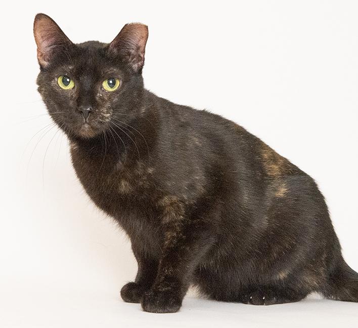 Enlarge Stella, a ADOPTABLE Tortoiseshell in Chicago, IL image 3/5