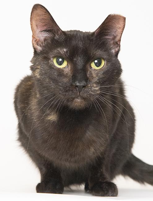 Enlarge Stella, a ADOPTABLE Tortoiseshell in Chicago, IL image 5/5