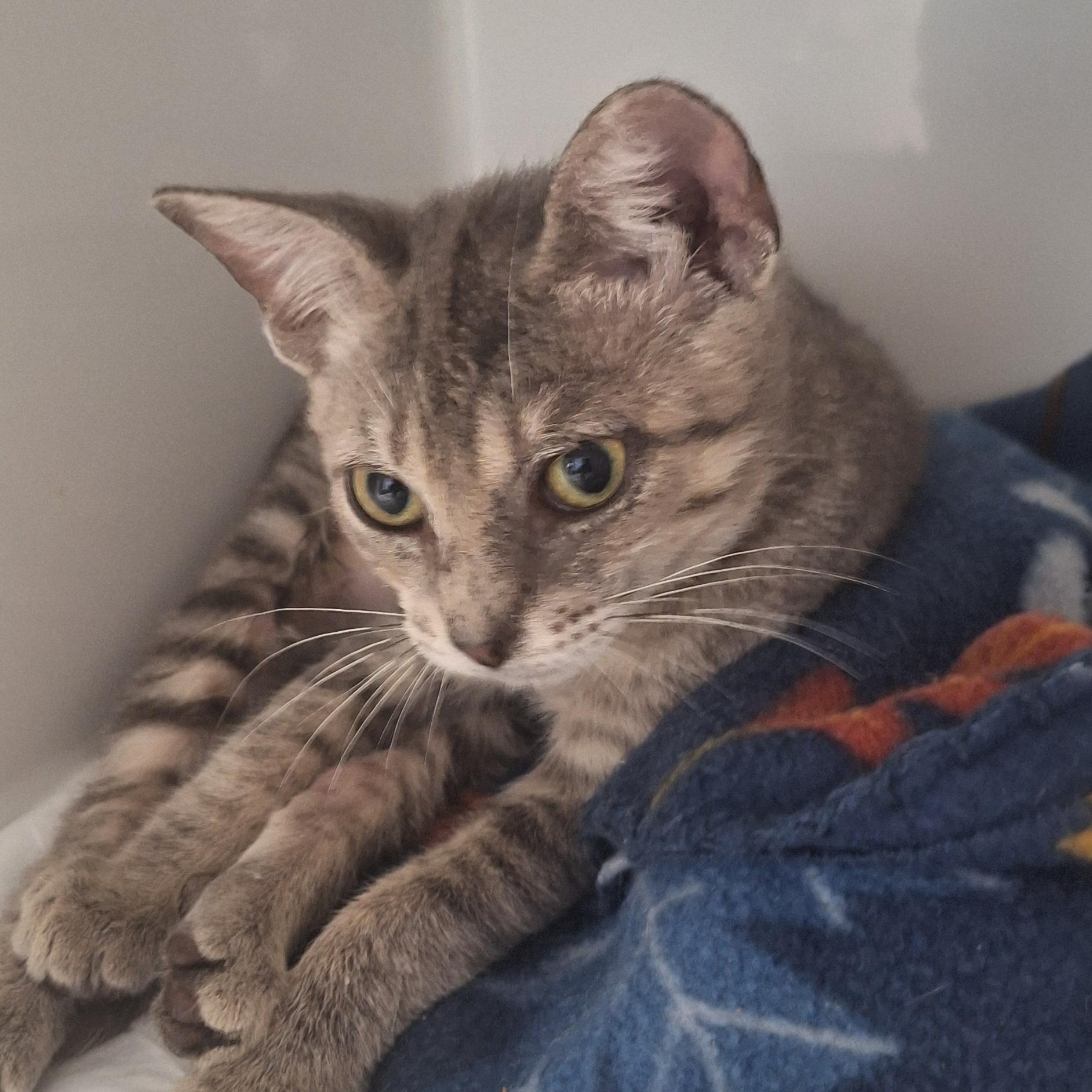 Moxie, adopted, Kitten Female Domestic Short Hair.
