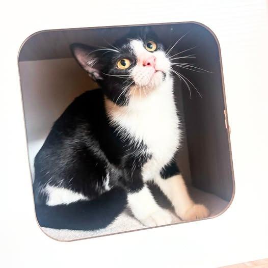 Tammi (Bonded with Sunshine) photo