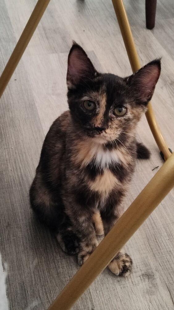 Enlarge Starburst, a Adoptable mixed breed in DELTONA, FL image 2/6