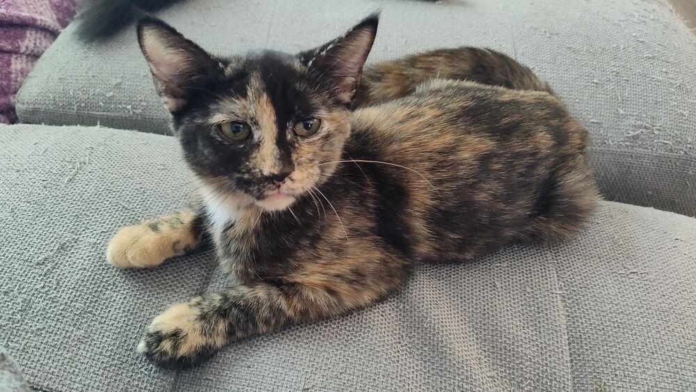 Enlarge Starburst, a Adoptable mixed breed in DELTONA, FL image 4/6