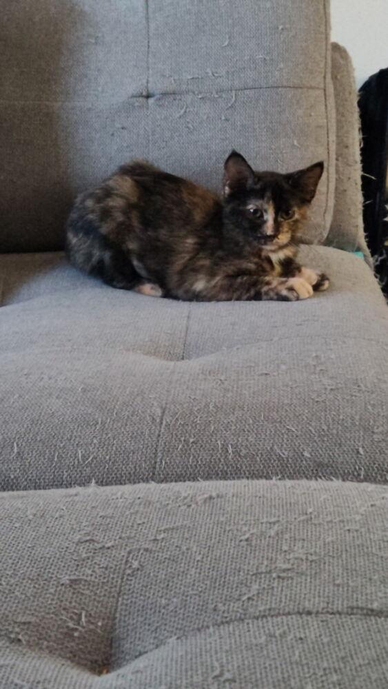 Enlarge Starburst, a Adoptable mixed breed in DELTONA, FL image 6/6