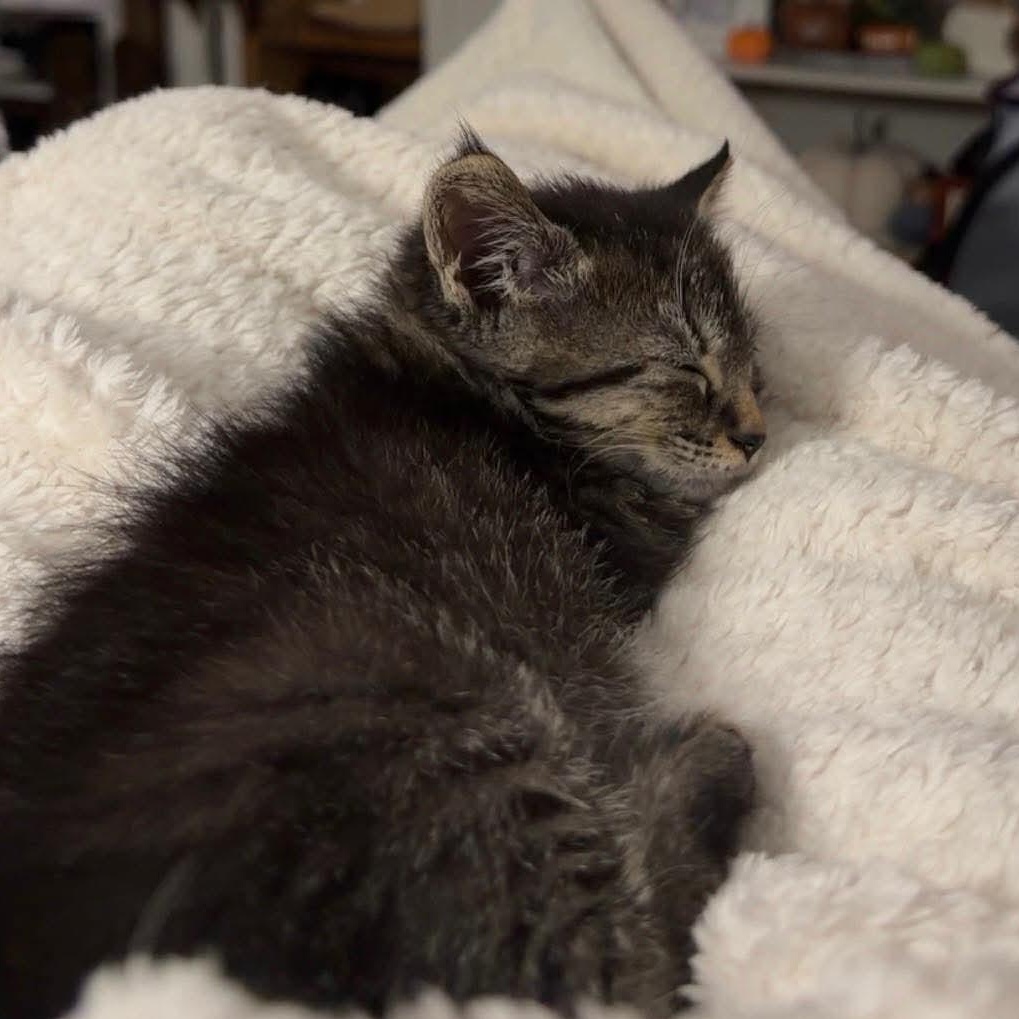Enlarge Catillac, a Adoptable mixed breed in Petersburg, IL image 5/6