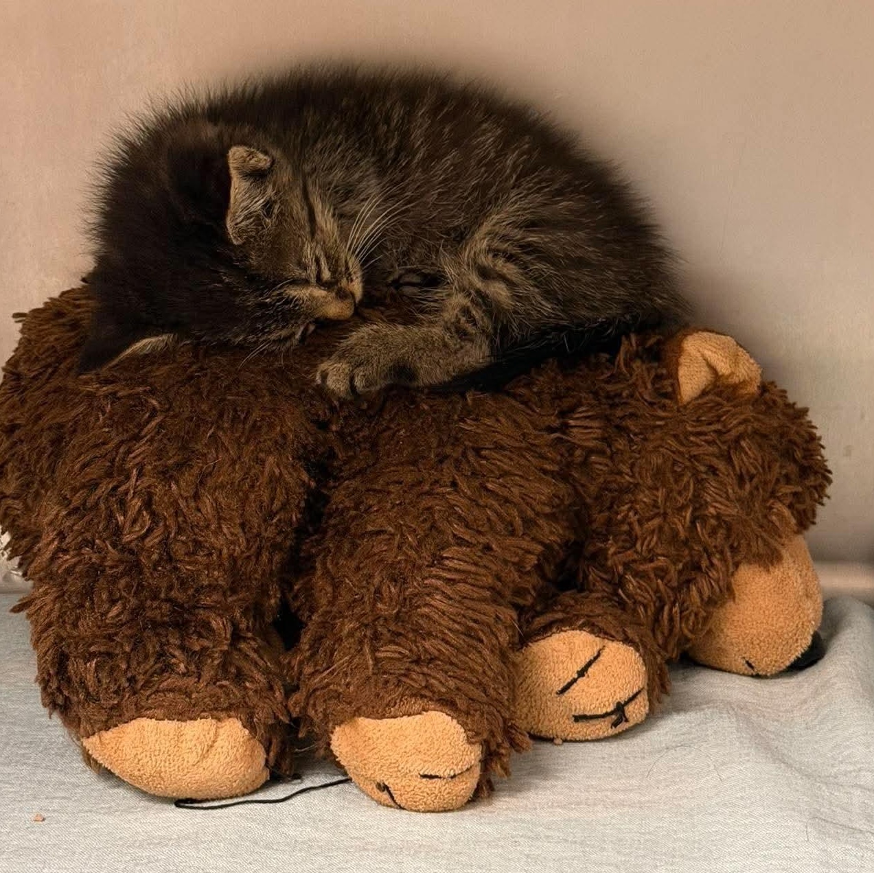 Enlarge Catillac, a Adoptable mixed breed in Petersburg, IL image 2/6