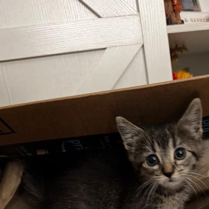 Enlarge Catillac, a Adoptable mixed breed in Petersburg, IL image 4/6
