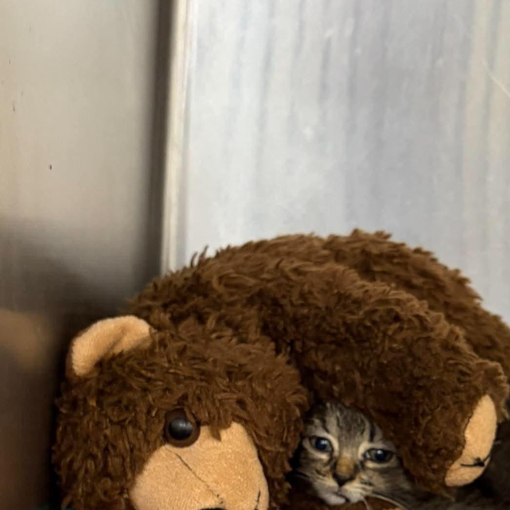 Catillac, Adoptable, Kitten Female Domestic Short Hair & Tabby.