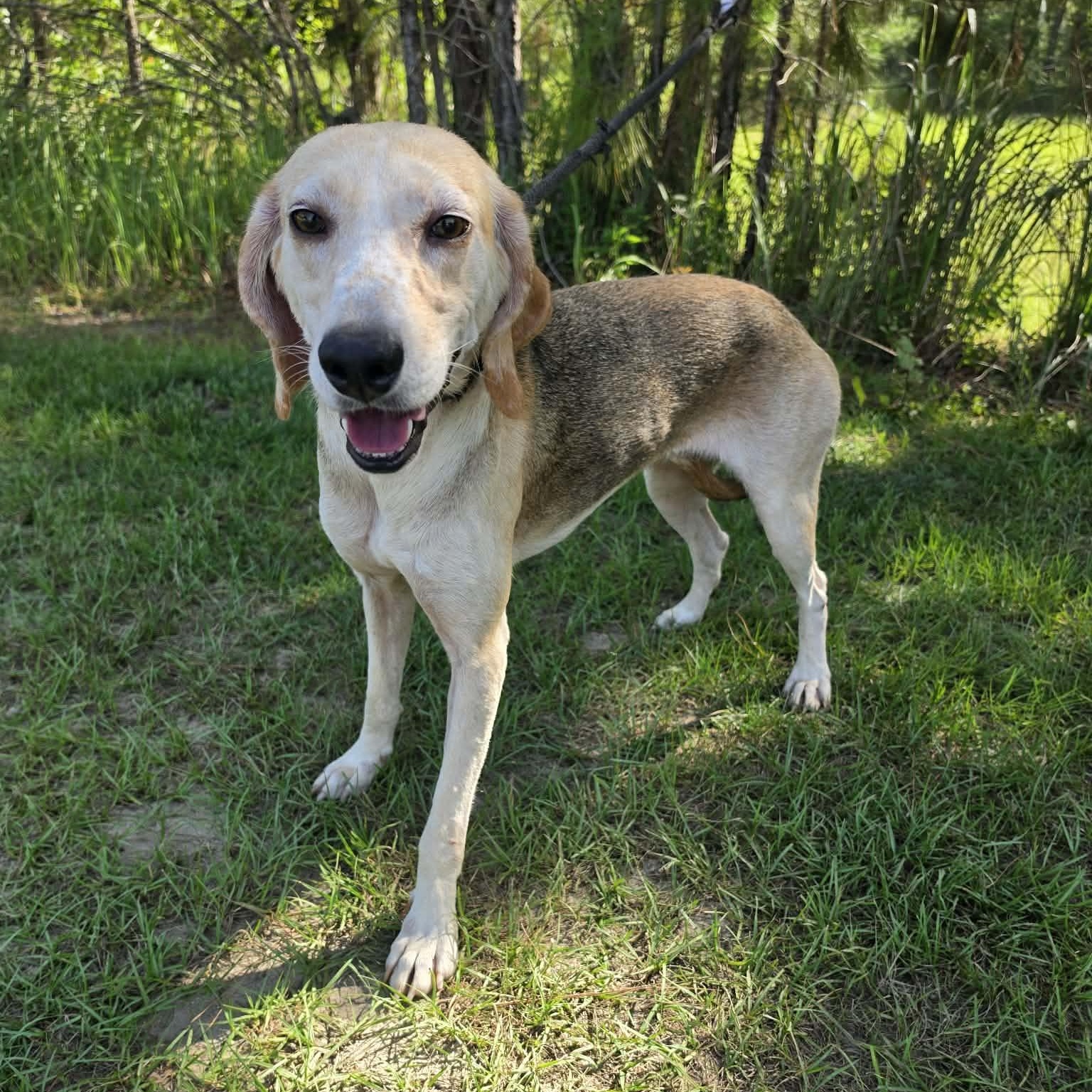 Baylor, a Adoptable mixed breed in Waterford, MI image 2/5