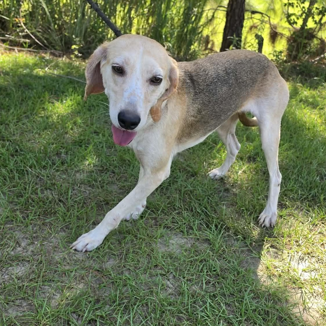 Baylor, a Adoptable mixed breed in Waterford, MI image 3/5