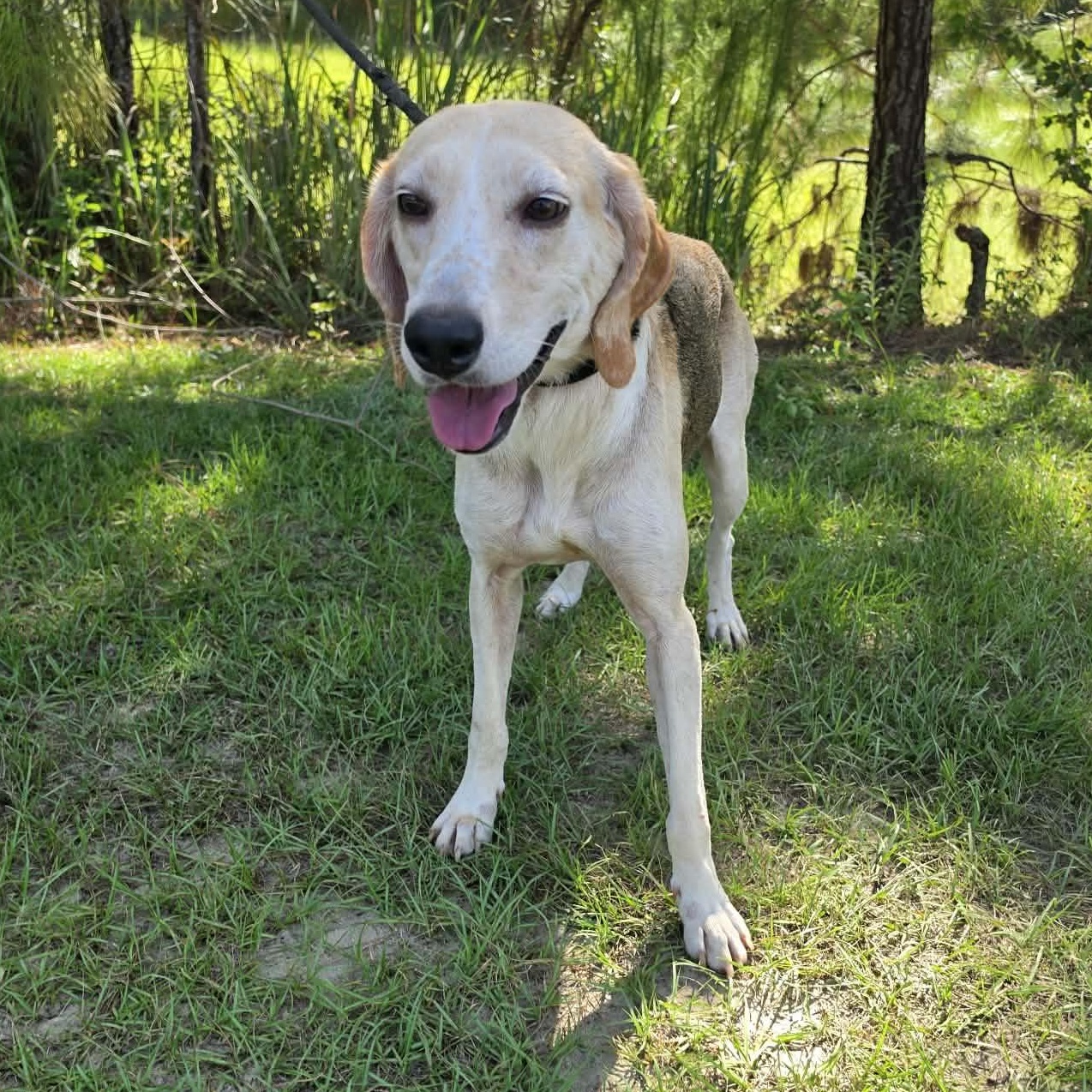 Baylor, a Adoptable mixed breed in Waterford, MI image 5/5