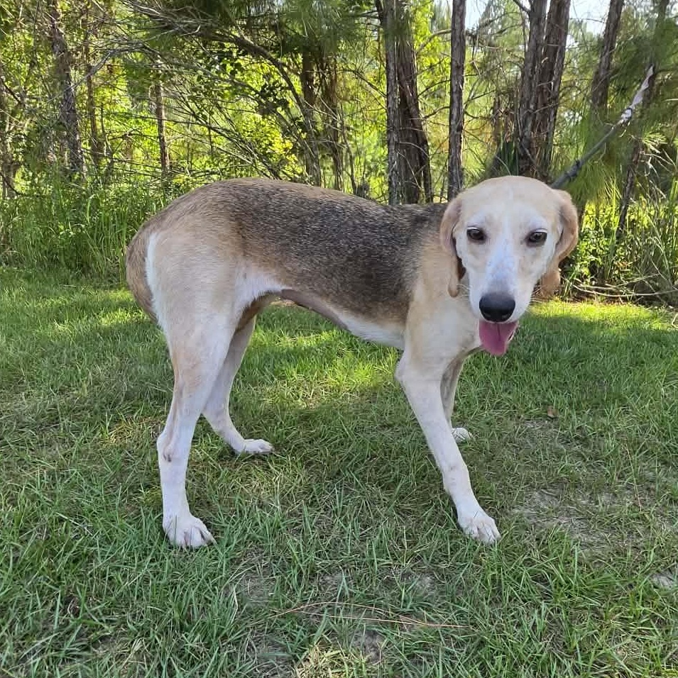 Baylor, a Adoptable mixed breed in Waterford, MI image 4/5