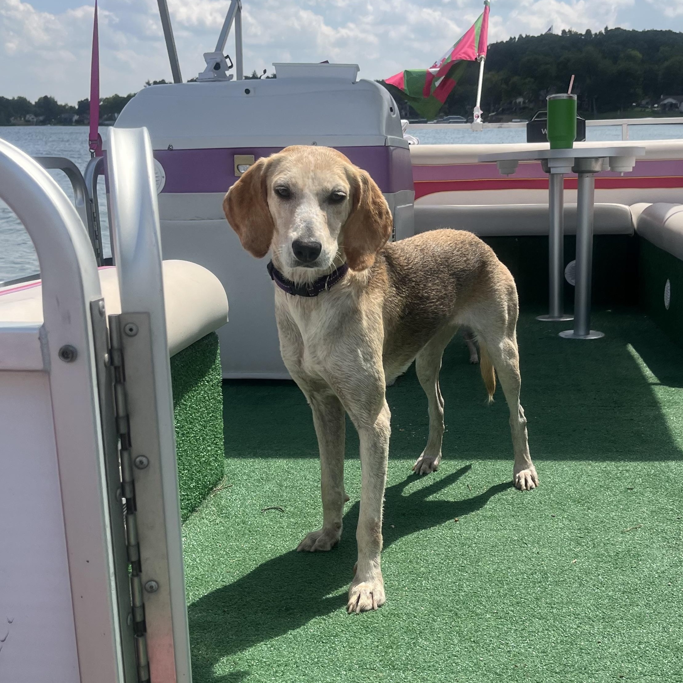 Baylor, Adoptable, Adult Female Beagle & Treeing Walker Coonhound.
