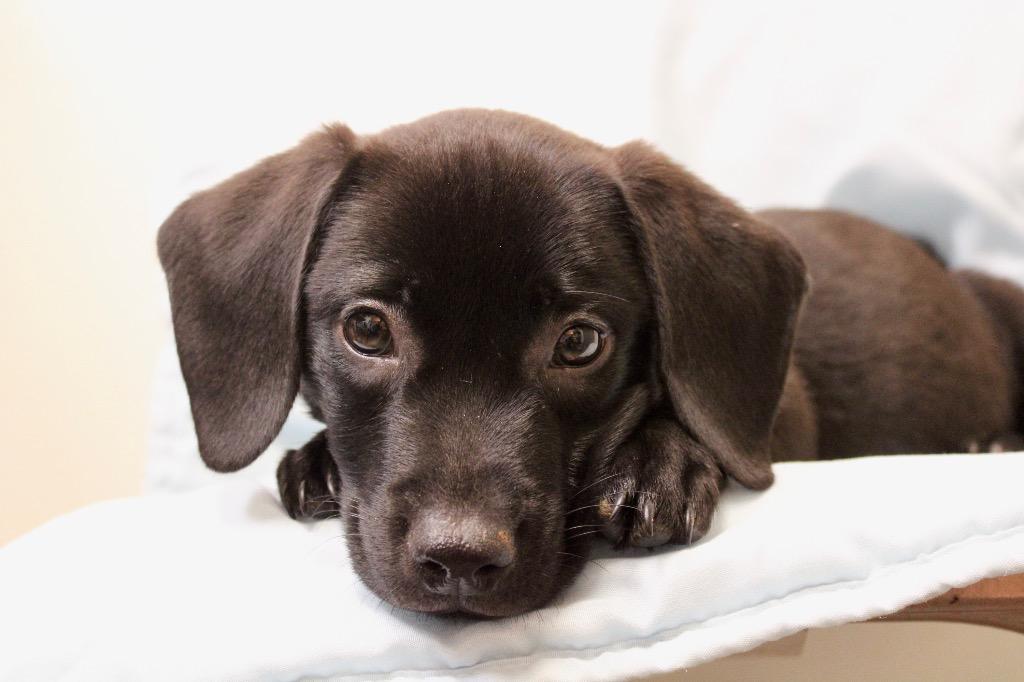 Grunt, Adoptable, Puppy Male Labrador Retriever & Mixed Breed.