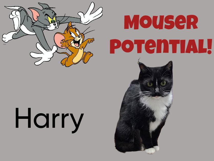 Harry, Adoptable, Adult Male Tuxedo & Domestic Short Hair.