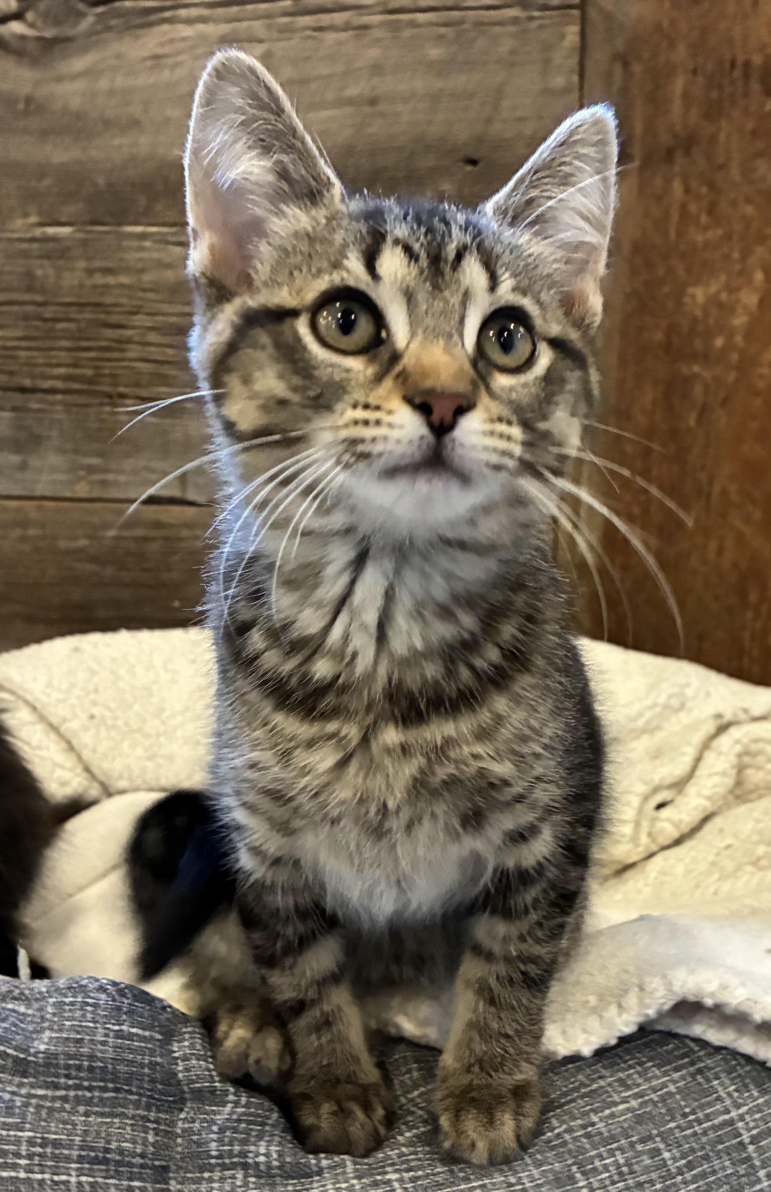 Lia (litter mates are Fluffy, Daisy, & Mario), a Adoptable Tabby in Brighton, MI image 4/4