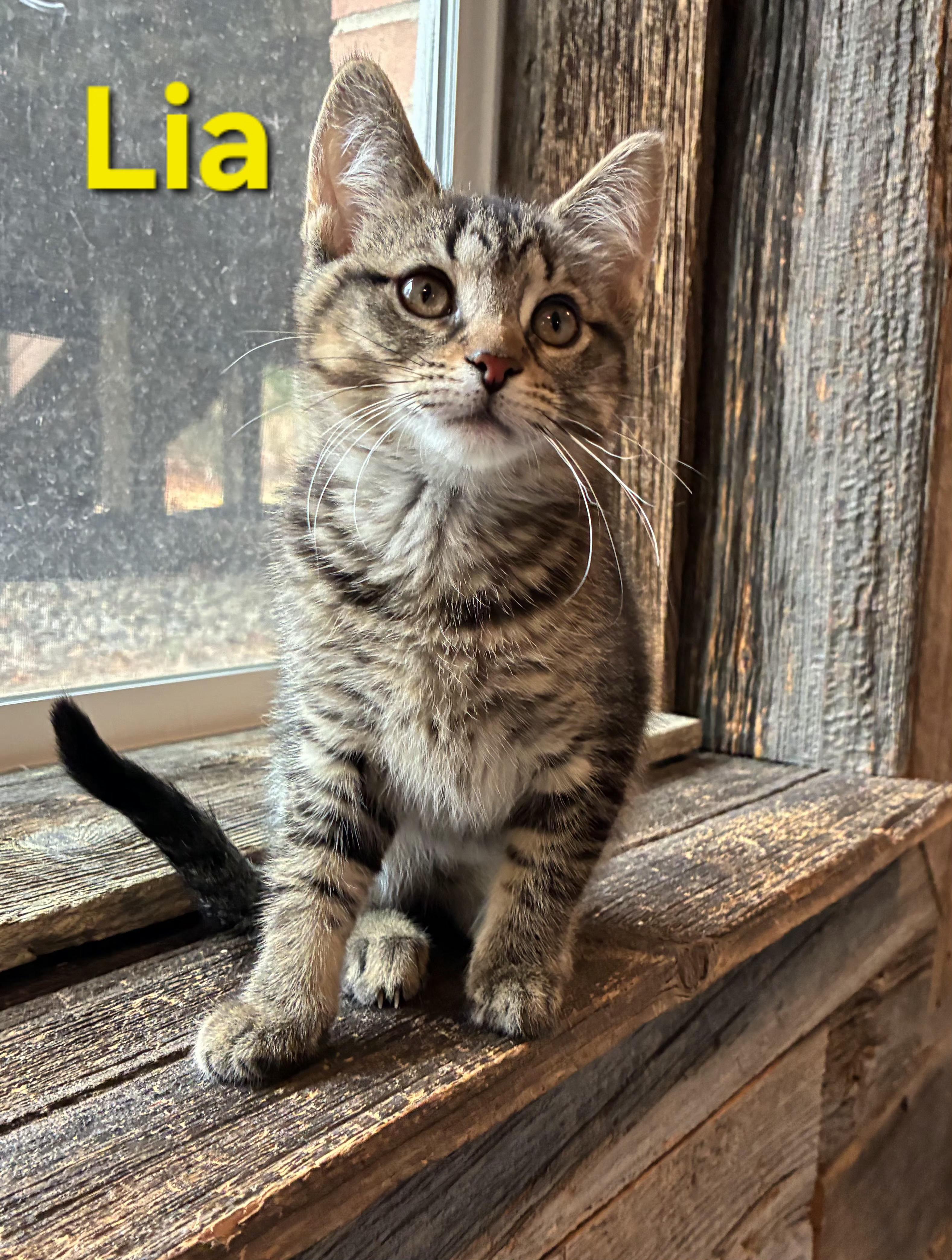 Lia (litter mates are Fluffy, Daisy, & Mario), a Adoptable Tabby in Brighton, MI image 1/4