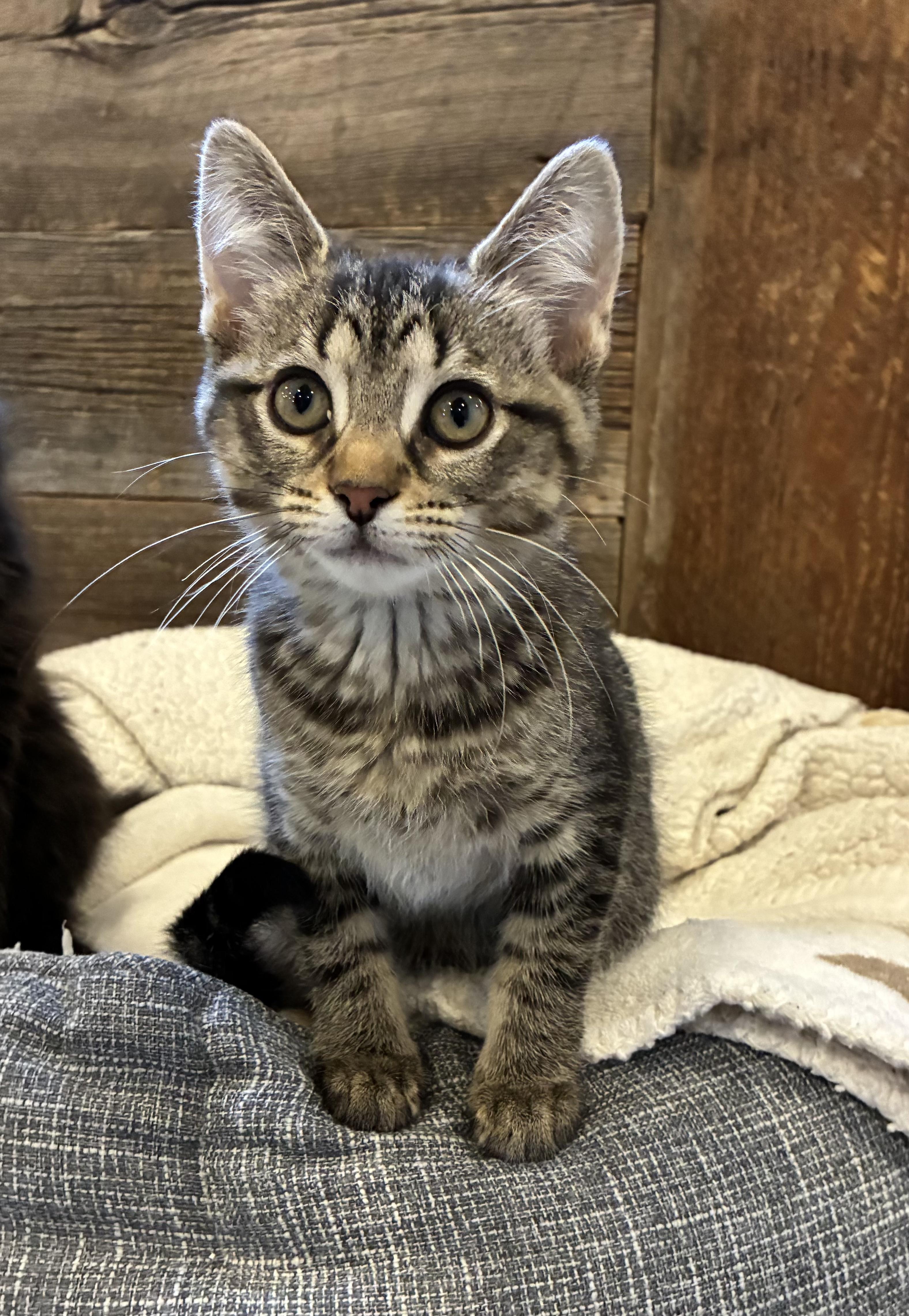 Lia (litter mates are Fluffy, Daisy, & Mario), a Adoptable Tabby in Brighton, MI image 2/4