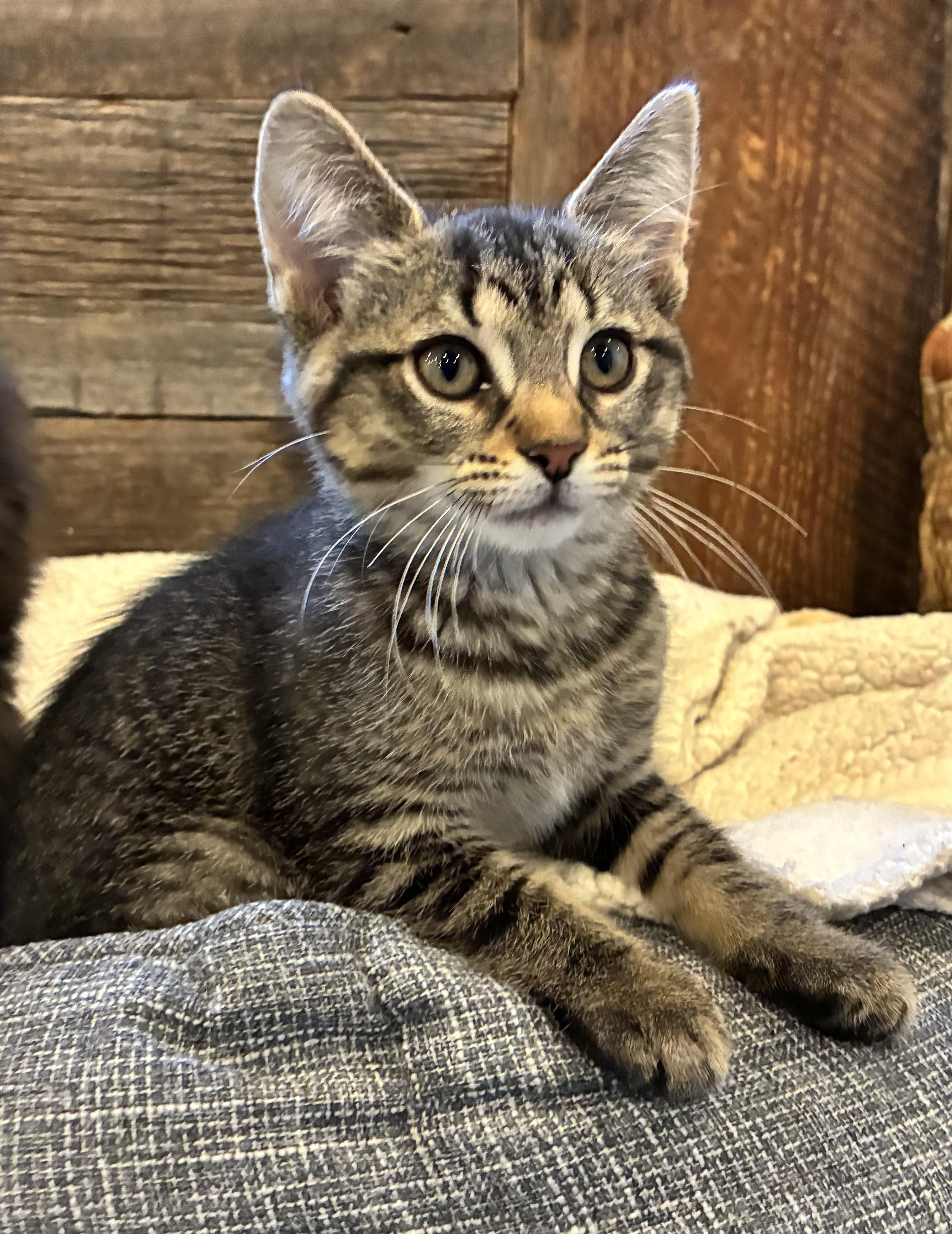 Lia (litter mates are Fluffy, Daisy, & Mario), a Adoptable Tabby in Brighton, MI image 3/4