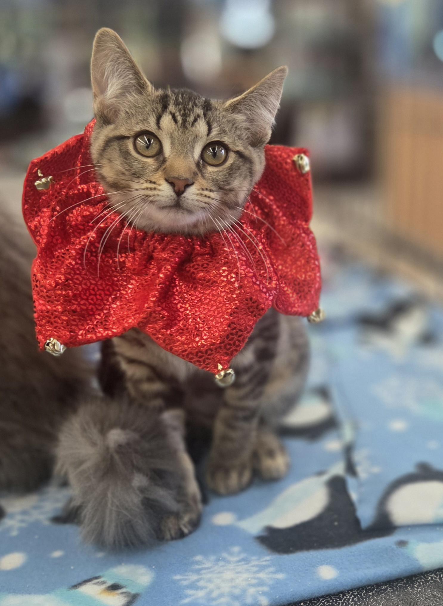 Enlarge Lia (and Daisy), a Adoptable Tabby in Brighton, MI image 2/5