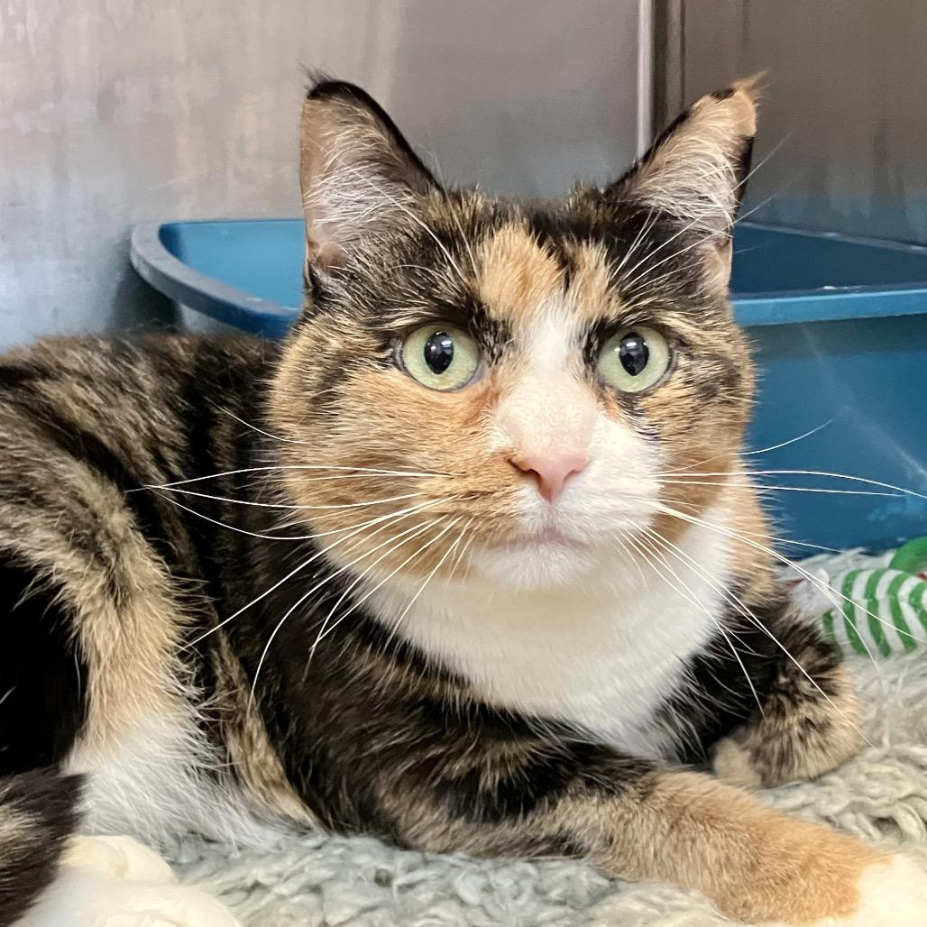 Cheese — thumbnail 2