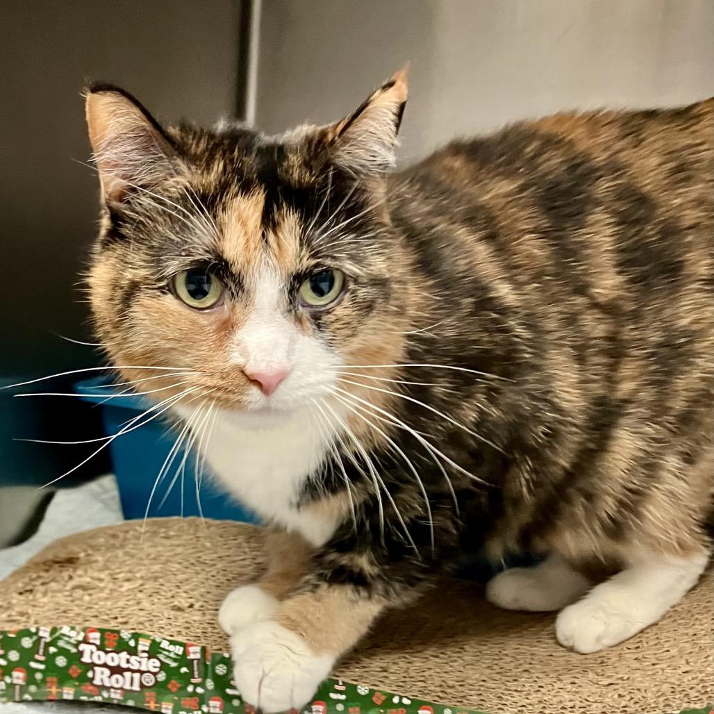 Cheese — thumbnail 3