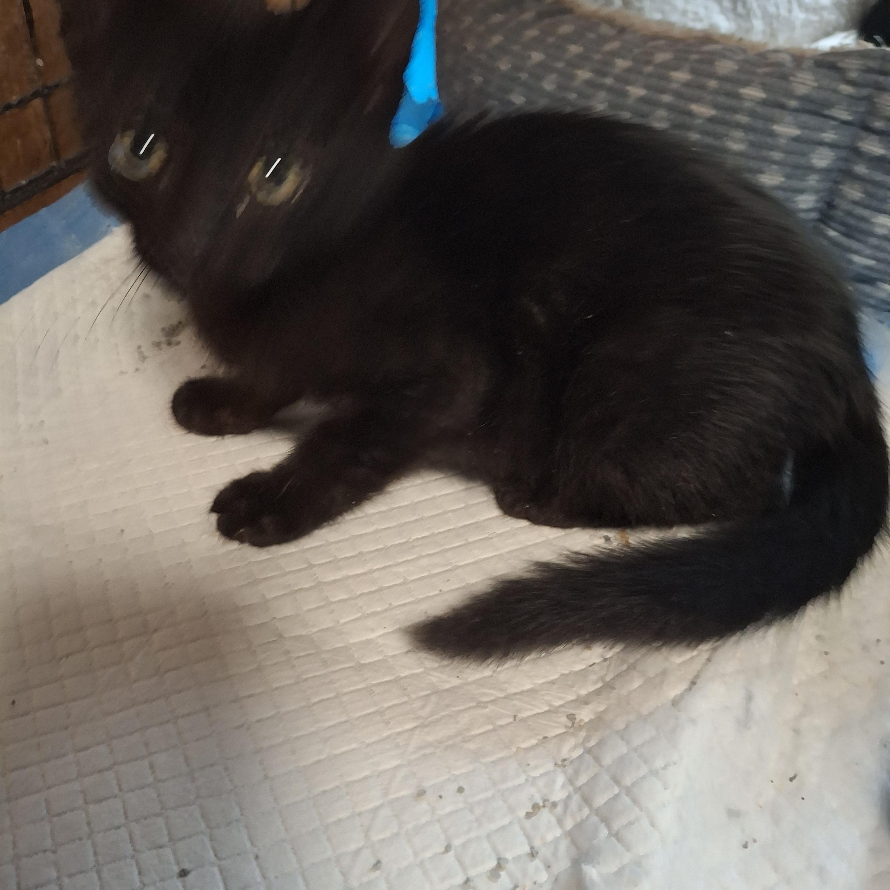 Liquorice, a Adoptable Domestic Short Hair in Lawrenceville, GA image 2/2