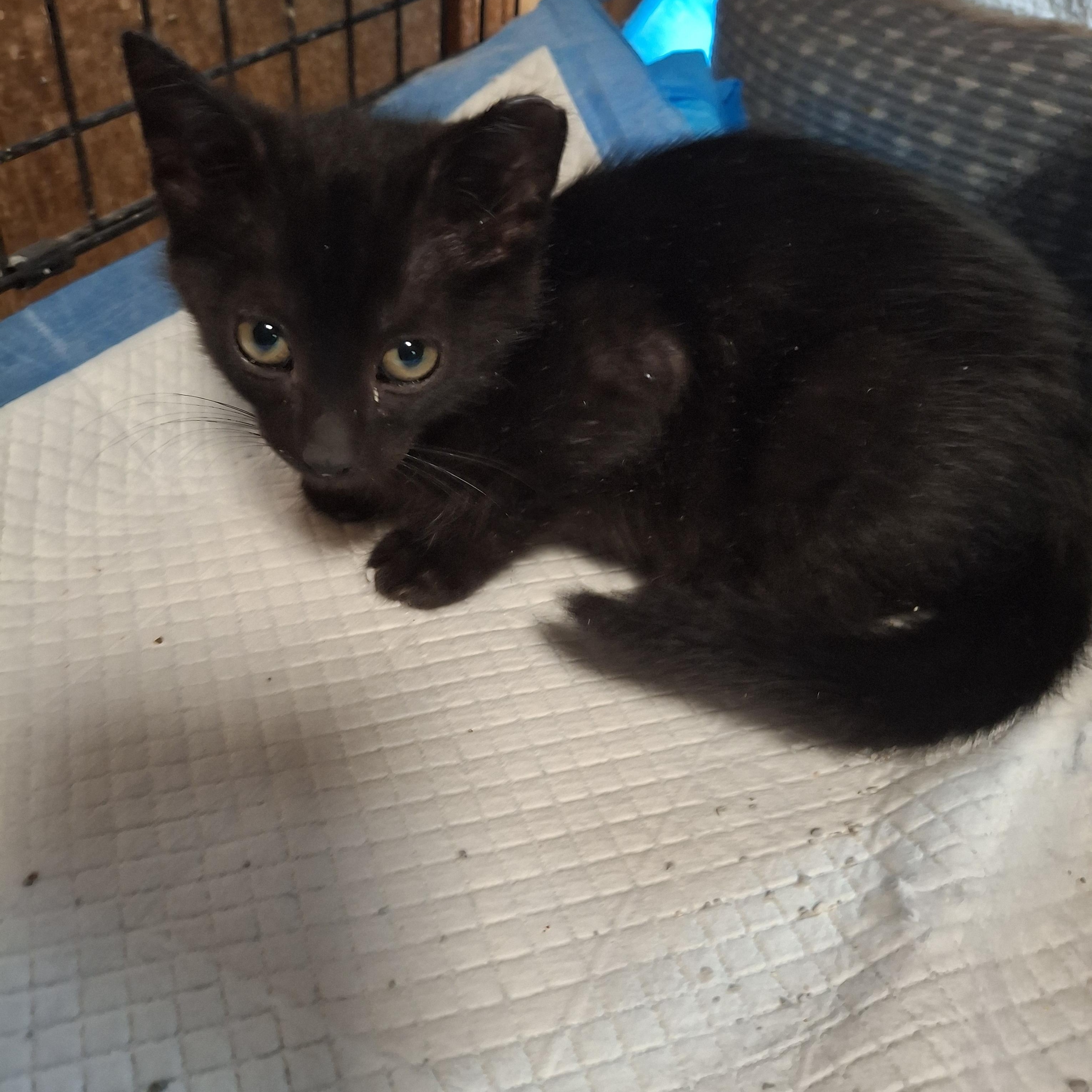 Liquorice, a Adoptable Domestic Short Hair in Lawrenceville, GA image 1/2