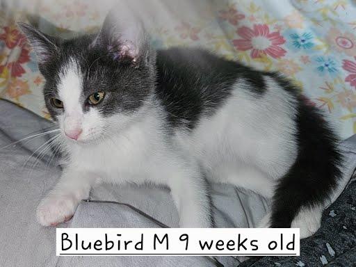 Bluebird