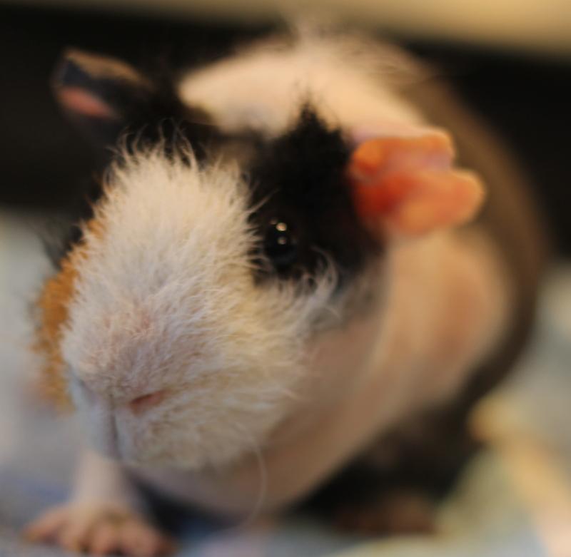 Enlarge Samurai, a ADOPTABLE Guinea Pig in Budd Lake, NJ image 6/6