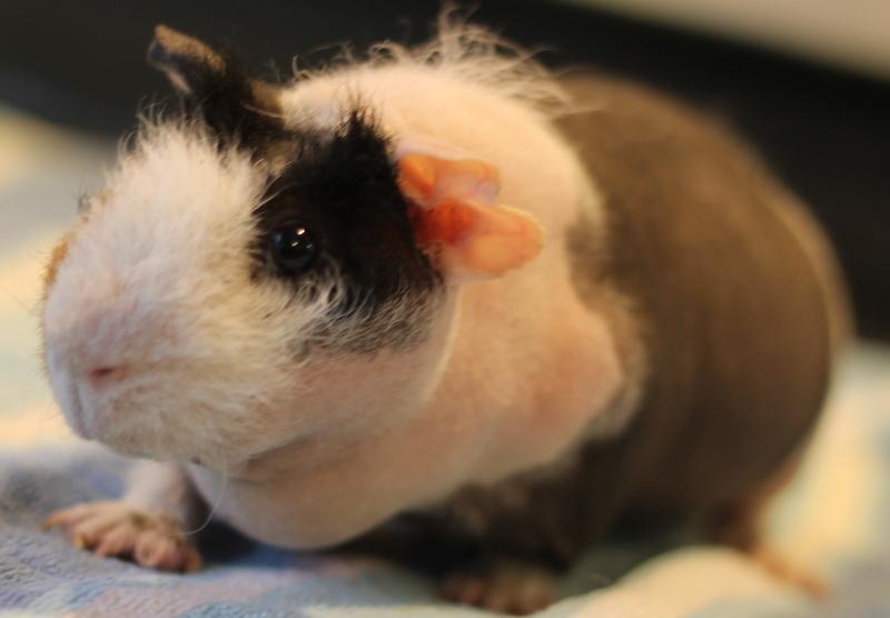 Enlarge Samurai, a ADOPTABLE Guinea Pig in Budd Lake, NJ image 5/6