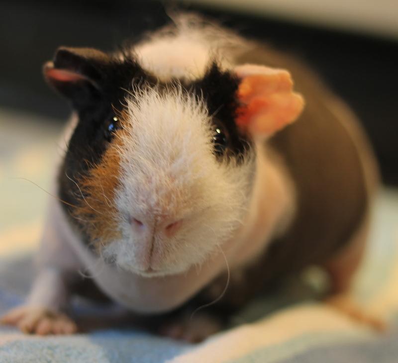 Samurai, ADOPTABLE, Young Male Guinea Pig.