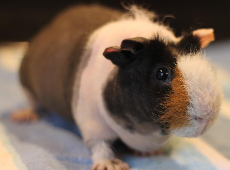 Enlarge Samurai, a ADOPTABLE Guinea Pig in Budd Lake, NJ image 4/6