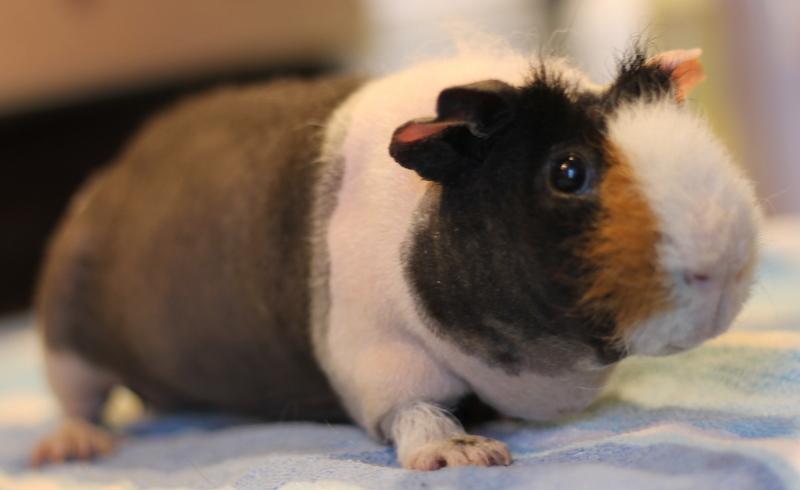 Enlarge Samurai, a ADOPTABLE Guinea Pig in Budd Lake, NJ image 3/6