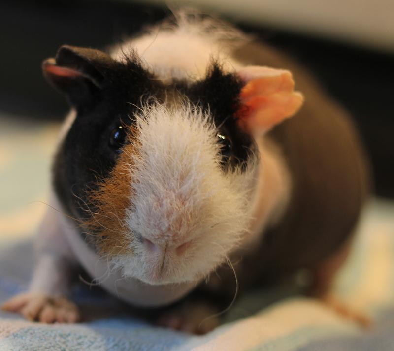 Enlarge Samurai, a ADOPTABLE Guinea Pig in Budd Lake, NJ image 2/6
