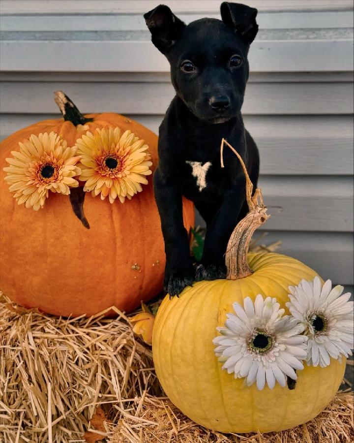 Dog for adoption Mia, a Black Labrador Retriever Mix in Marengo, IL