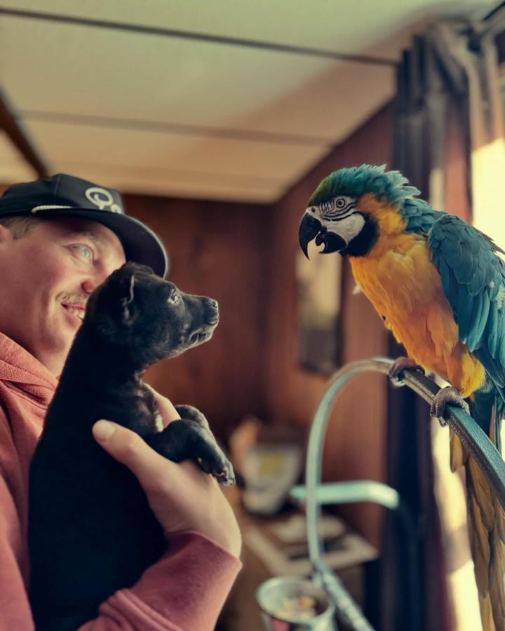 Dog for adoption Mia, a Black Labrador Retriever Mix in Marengo, IL