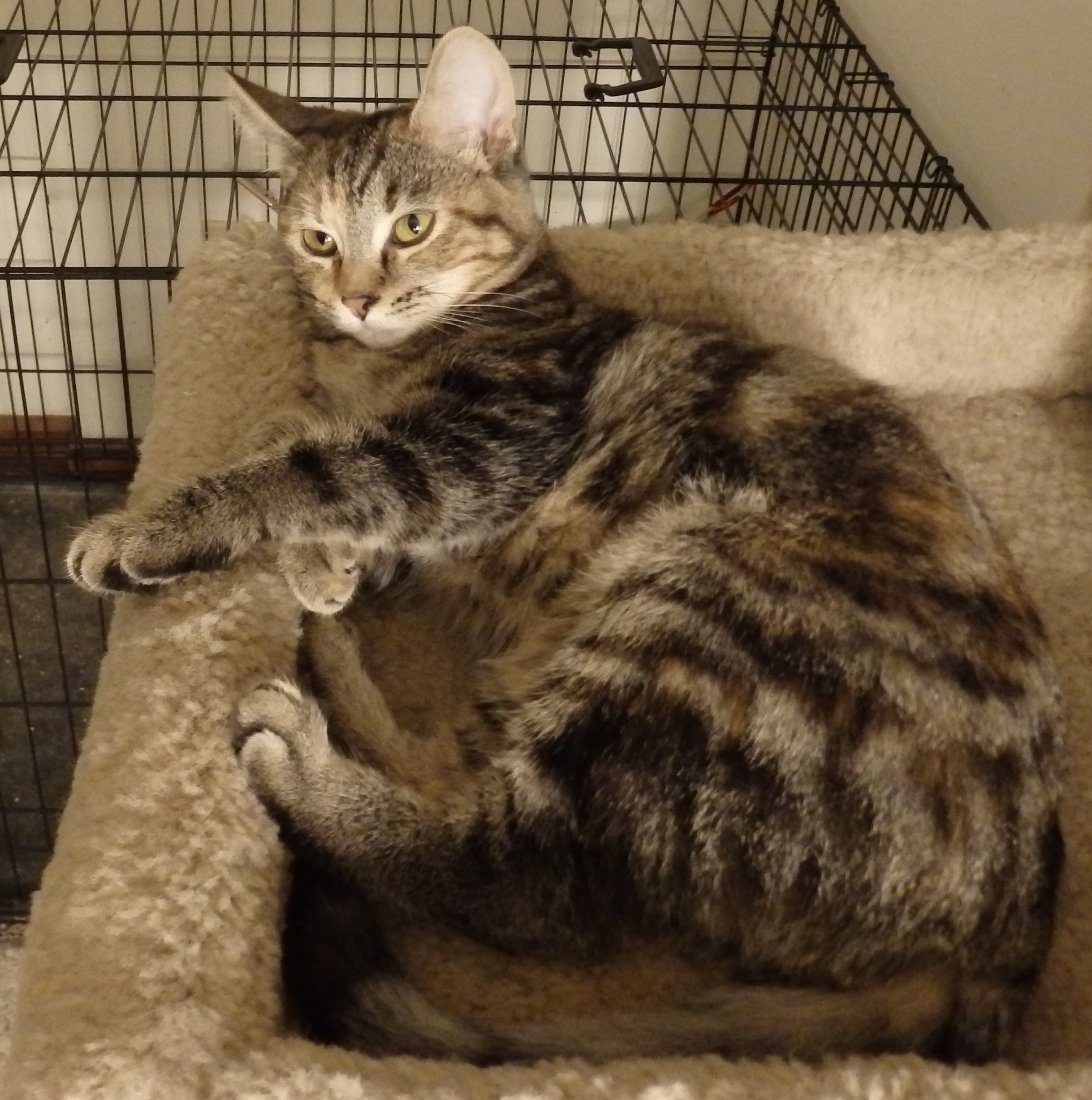 Enlarge Pawdrey, a Adopted Domestic Short Hair in Westfield, IN image 1/1